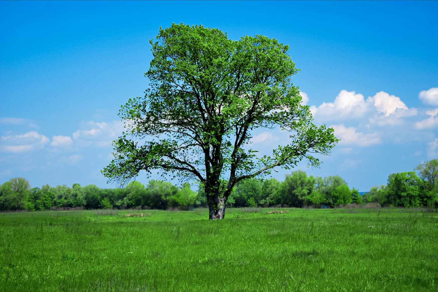 Say Goodbye to Pesky Trees: Tree Removal Near You!